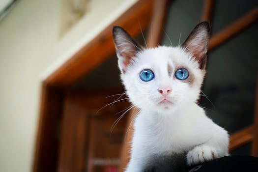 Bringing Your New Kitten Home