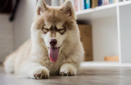 6 Foods To Avoid With Your Dog
