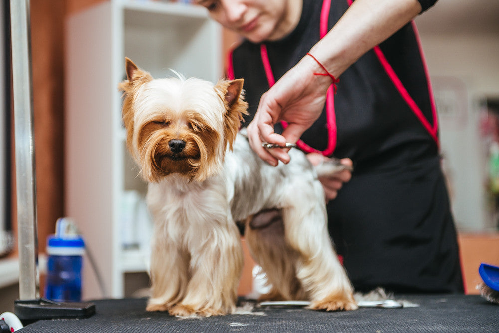 Puppy's First Grooming
