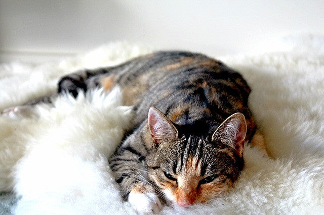 Can Cats Catch Colds? What You Should Know About Keeping Your Cats Healthy