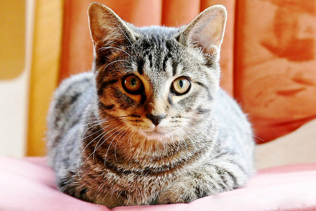 Pet Sitters: How to Book the Best Care for Your Pets