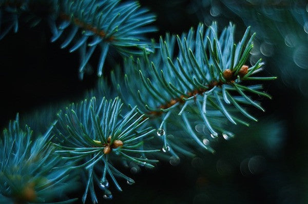 Holiday Plants: Dangerous for Your Pets?