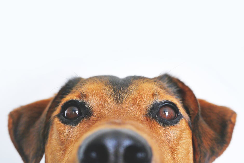 Ear Problems in Dogs