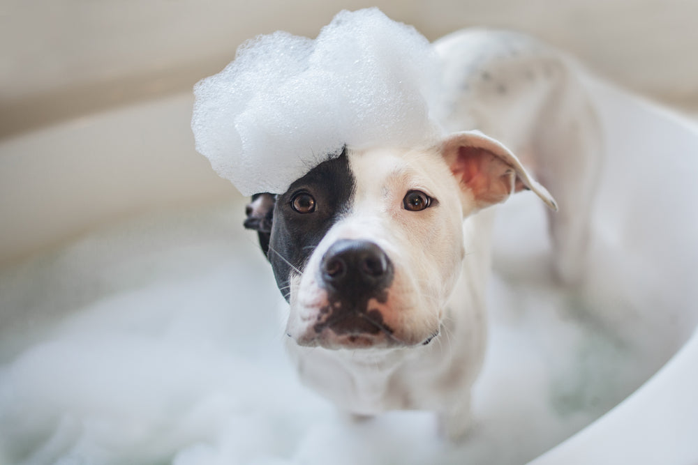 Stress Free Dog Bathing Tips