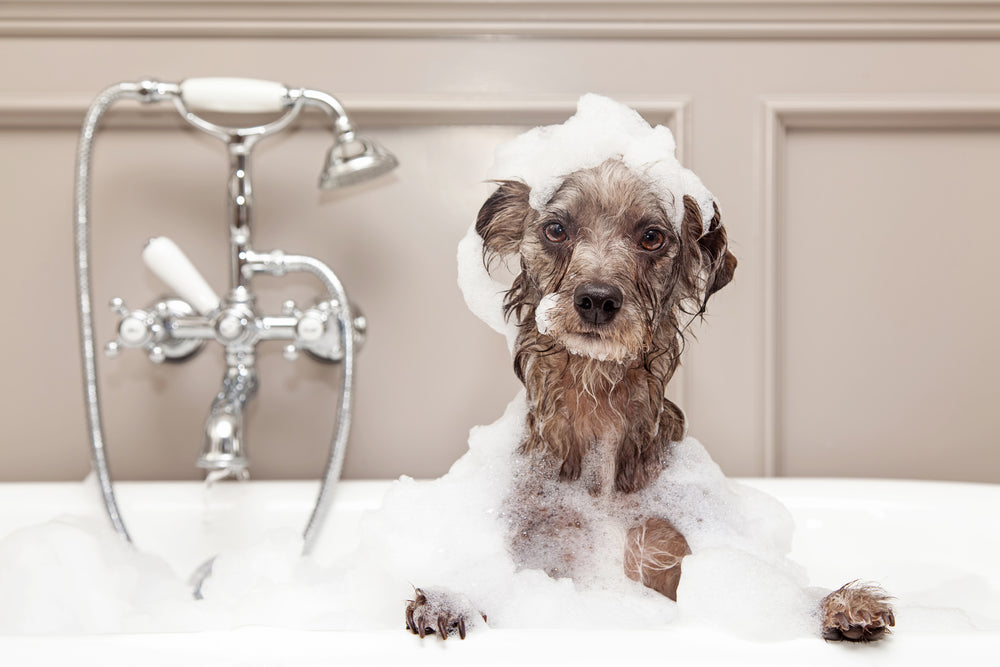 Why You Should Groom Your Pet Regularly