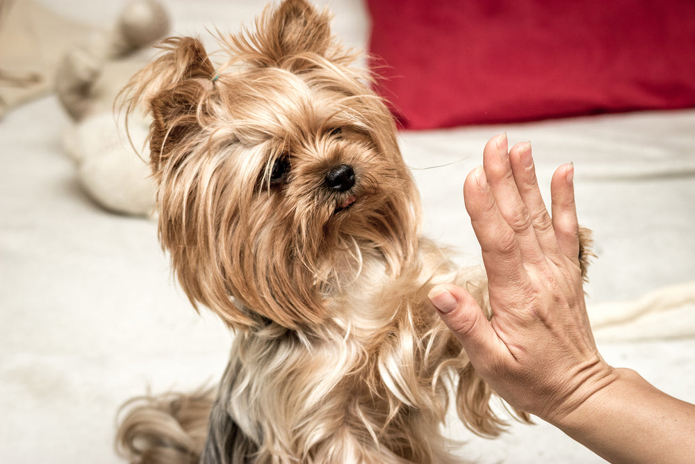 Three Techniques to Teach Your Dog Good Manners