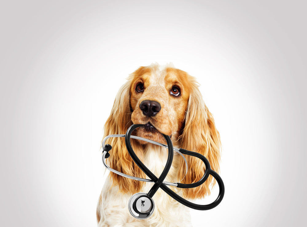 Why Your Pet Needs an Annual Exam